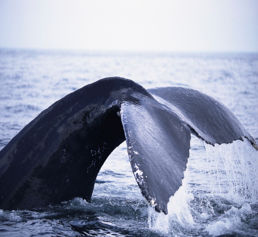 excursion baleine les escoumins